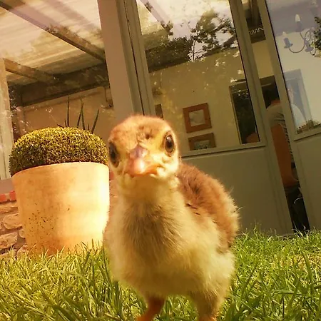 La Maynade Nyaraló Loubens-Lauragais